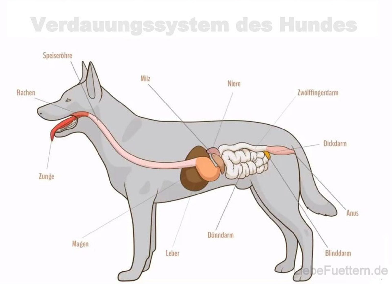 Darmsanierung Hund